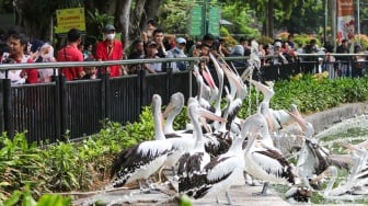 Diguyur Hujan, Pengunjung Taman Margasatwa Ragunan Tidak Capai Target Saat Libur Natal