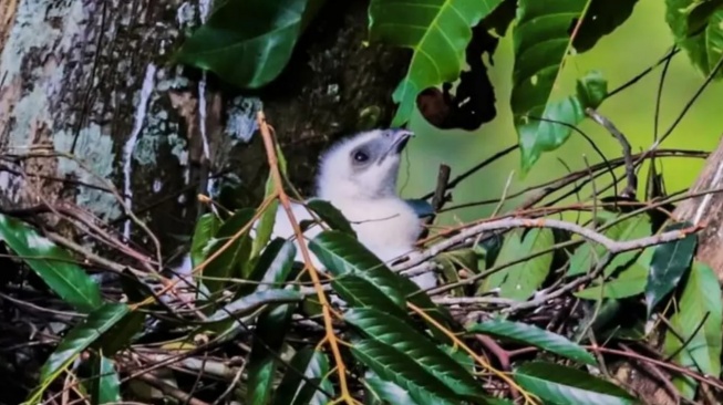 Geger! Penampakan Anak Garuda di Gunung Halimun Salak Sukabumi